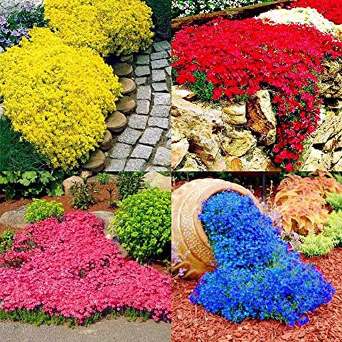Saterkali Semi di fiori di crescione, semi da 200 pezzi/borsa Semi di fiori di crescione decorativi freschi a crescita rapida ecologici per la casa Seme