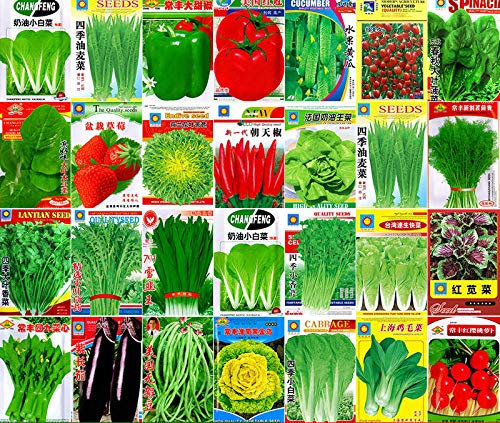 Portal Cool Ciboulette 500 graines: Chine originale gros paquet de détail colorés Semences Potagères Jardin Heirloom