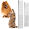 Grevosea 2 Stück Haustier Kamm Edelstahl, Katzenbürste, Hundekamm, Professionelle Katzenbürste, Hundekamm Langhaar, Unterfellbürste Katze, Von Verwicklungen Und Knoten Für Langhaarige Hunde, Katzen