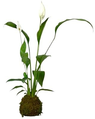 Planta Kokedama - Spathiphyllum- DECOALIVE - Planta de Interior - Musgo Natural