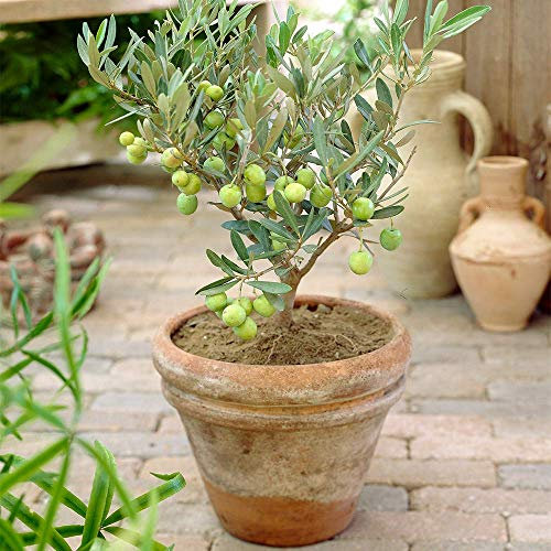 GardenersDream Olea Europaea Olive Tree - Live Evergreen Indoor Plant in Pot - Healthy Fruit Plants for Home Decor - Low Maintenance House Plants - Great Gifts for Plant Lovers (20-30 cm)