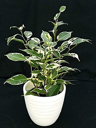 POWERS TO FLOWERS - FICUS BENJAMIN VARIEGATO VASO 11, IN CERAMICA BIANCO RIGHE, pianta vera