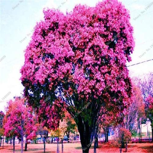 Nepenthes Plant Seeds for the Garden Red Yellow Pack of 100 : Seeds Only