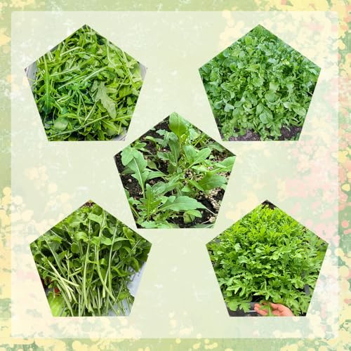 semi di rucola biologica, decorativa per balcone rialzato da giardino roccioso resistenti da interno 420pcs