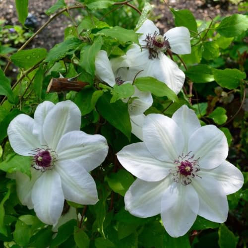 Clematis Pistachio™ evirida - Pale Cream Flowers with Pistachio Stripe - Hardy Climbing Shrub – 2X 3 Litre Potted Plant by Thompson & Morgan