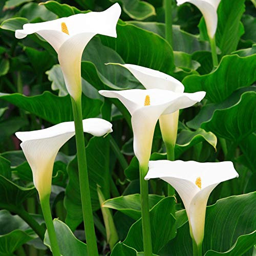 Bulbi da Fiore ALTA QUALITA' per fioritura PRIMAVERILE (2, Calla bianca - Zantedeschia aethiopica)