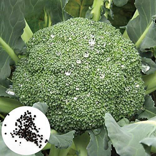 Brocoli, Graines 100Pcs / Sac brocoli Chou-fleur Graines Nutritif délicieux sain santé vert brocoli Semences Potagères pour Ideal extérieur Jardinage cadeau