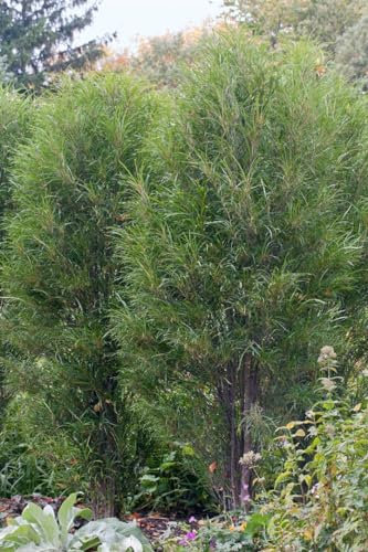 Faulbaum Rhamnus frangula Fine Line 125-150 cm Heckenpflanze winterhart