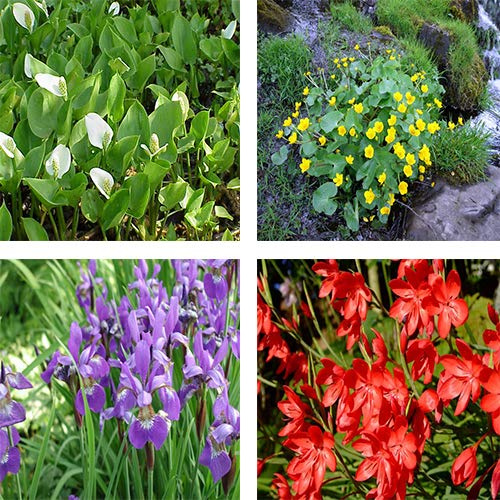 MIX LE MIGLIORI PIANTE DA FIORE PER LAGHETTI (5 PIANTE DA FIORE MIX)