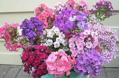 RAISE ME UP: Seeds Drummond's Phlox Mix Annual Flowers