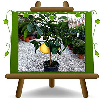 EURO PLANTS VIVAI Agrumes bergamote - Citrus bergamia - arbre fruitier sur un pot de 26 cm - Hauteur 130~140 cm.