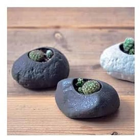 Noted - Kit Cactus Pot en Pierre