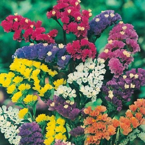 SmartMe - Statice - Art Shades Mixed - 100 Semi - Alta Germinazione