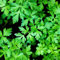 100 Unids/bolsa Semillas de Perejil Llenas de Vitaminas Cuidado Fácil Perejil Fragante Semillas de Hoja Plana Verde Oscuro Flor Frutal Árbol Semillas Vegetales Semillas de perejil