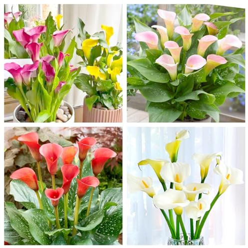 Calla Lily bulbs-Potted/Plants/Rhizome/Ornamental/Resistant/Bedding/Gorgeous-2bulbs-F