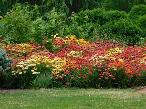 Rudbeckia Mixed 250 Graines -plante vivace