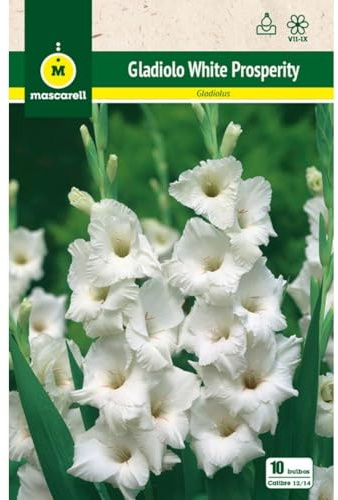 Mascarell Semillas, GLADIOLO WHITE PROSPERITY, Semillas Bulbosas, Bulbos de Flores Primavera Fácil de Cultivar, Bolsa 10 Bulbos