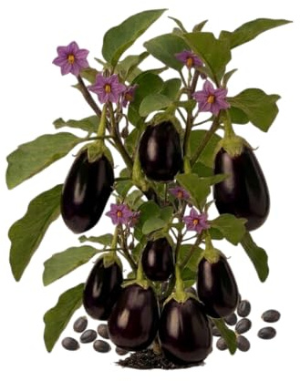 Semillas de Berenjena Negra DECOALIVE para Cocina Mediterránea y Cultivo en Exterior