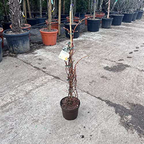 Climbing Hydrangea Plants. Hydrangea Petiolaris Plants in a 5 Litre Pot.