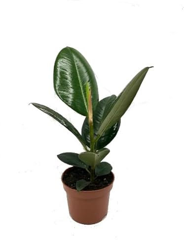 Ficus Elástica Natural Árbol Perfecto para Decorar el Interior del Hogar