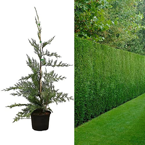 Leyland Cypress Plant 40-50cm in Height - Cupressocyparis leylandii in 9cm Pot - Green Fast Growing Privacy Hedge (10 Plants)