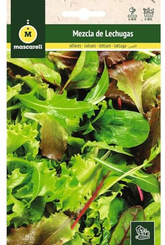 Mascarell Semillas, LECHUGA, Semillas Huerto, MEZCLA DE LECHUGAS, Crea tu Propio Huerto Urbano y Cultivo en Casa, Plantas Hortícolas, 4 Gramos