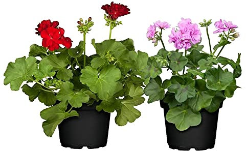 Geranios Naturales - Pack 2 Plantas - Flores de Calidad para Terraza y Jardín