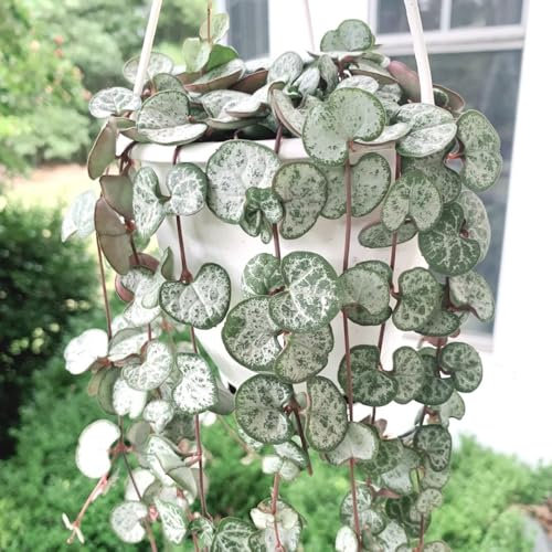 leuchterblume ceropegia woodii samen winterharte pflanzen für garten hängepflanzen, zaun deko vines gartendeko für draußen dekopflanzen luftreinigende zimmerpflanzen pflanzen wand, 200pcs