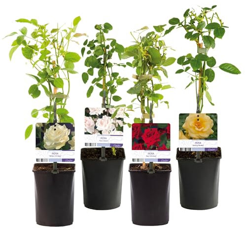 GreenboutiQ - Rosier grimpant - Rosa Rainbow - Fleurs Rose Blanc Jaune Rouge - Peu d'entretien - 4 plantes - Pot 11cm Hauteur 40cm