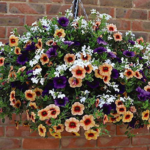 Fruit Salad Mix Pre-Planted Hanging Basket Half-Hardy Annual Easy to Grow Your Own Outdoor Garden Flowers Garden Ready Plants UK, 1x 25cm Pre-Planted Hanging Basket by Thompson & Morgan