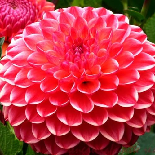 MysteriöSe Magische GlüHbirne, Winterhart Zwiebeln, Pompon Dahlie, Einfach Zu ZüChten, Dahlien Knollen MehrjäHrig, Seltene Pflanze, Dahlien Zwiebeln, 4zwiebeln-B