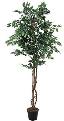 konstväxt-discount.com silverficus Benjamini med naturstammar, 1008 blad, höjd 180 cm – dekorativt träd Ficus Benjamini med naturstammar av Lian Ficus konstträd