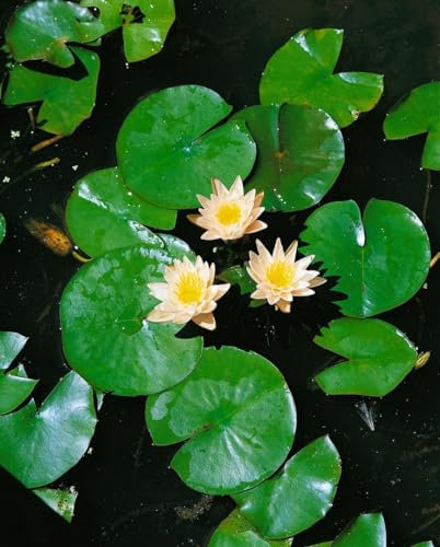 Nymphaea 'Walter Pagels' 11x11 cm Topf – Winterhart, Mehrjährig, Pflegeleicht – Zwerg-Seerose – Teichpflanze für Gartenteich & Miniteich