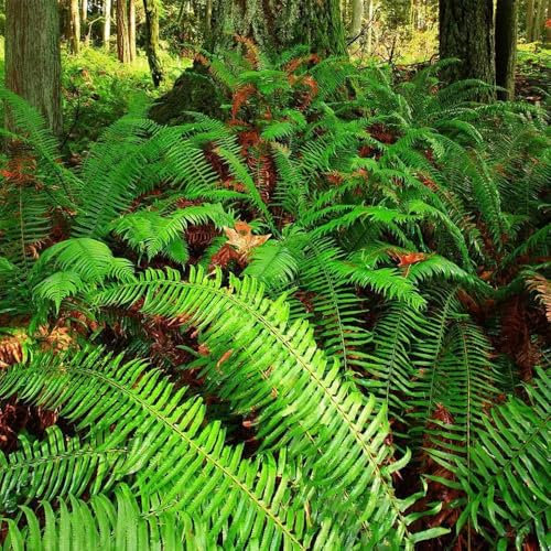 schwertfarn zimmerpflanze samen, topfpflanzen draußen winterhart, balkon kräutergarten schwertfarn samen, grünpflanzen, indoor kräutergarten kletterpflanzen winterhart, wilder wein 400pcs