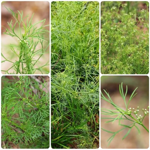 semillas de perifollo Semillas de hortalizas y medicinales balcón perifollo Cultivo hortalizas invierno jardín interior cocina balcón o invernadero, 300semillas