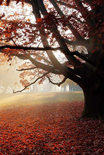 Magnettafel Pinnwand XXL Bild Eiche Baum im Herbst Größe 80 x 100 cm