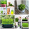 katzengras pflanze samen, winterharte kübelpflanzen deko pflanzen samen gemüse weizengras samen winterhart bonsai balkon garten gemüsesaat katzengrassamen gemüse samen winterharte 200pcs