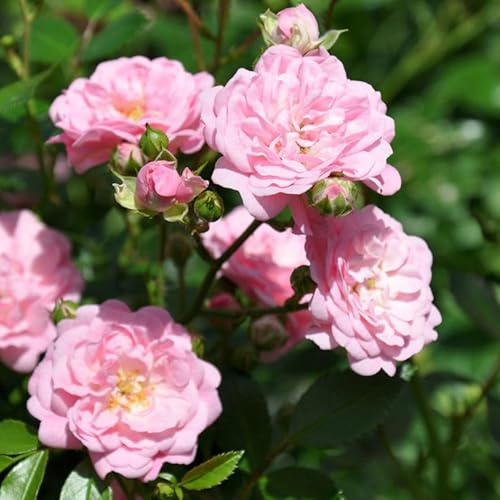 Bodendeckerrose 'The Fairy'®, rosa, Topf 3 Liter, 4 Pflanzen