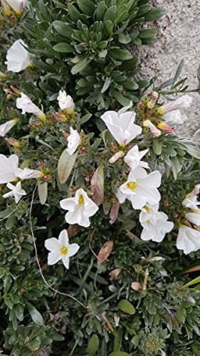 Convolvulus cneorum/Liseron arbustif/Conteneur de 3 à 4 litres