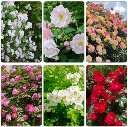 Rosales trepadores - rosa trepadora primavera silvestres trepadoras decoración de jardín sombra, resistentes semillas perennes 20pcs