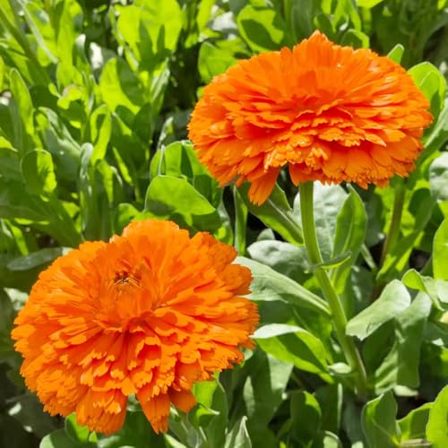 calendula - resistenti esterno in vaso semi di calendula per l' di semi ornamentali per zone soleggiate tappezzanti resistenti al 100semi