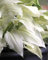 Perfect Plants - Hosta 'White Feather' – Rare Hardy Perennial in a 17cm Pot – Stunning White Foliage