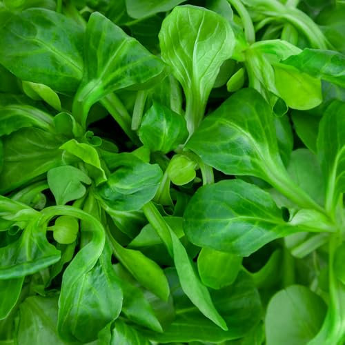 Lambs Lettuce Corn Salad Seeds – Nutritious, Cut & Come Again Variety – Easy to Grow – Fresh Tasty Vegetables – for Your Kitchen Garden