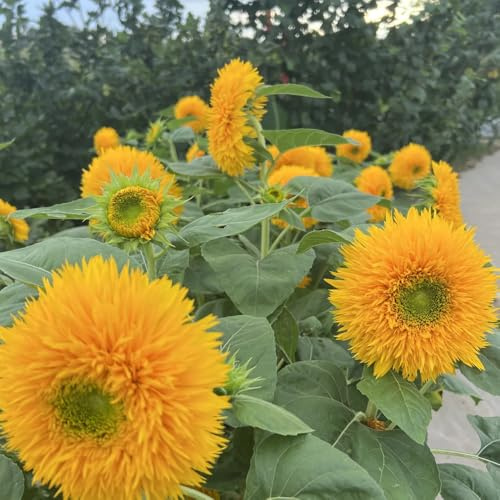 girasoles perennes resistentes para pleno sol de primavera de interior interior exóticas semillas semillas prados silvestres 250pcs