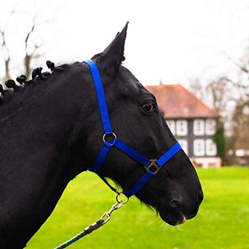 Cavezza per cavallo, sangue caldo, purosangue, sangue freddo – cavezza per stalla, cavezza per pascolo, 2 regolazioni su sottogola e nuca – sicura e antistrappo (blu reale, sangue freddo)