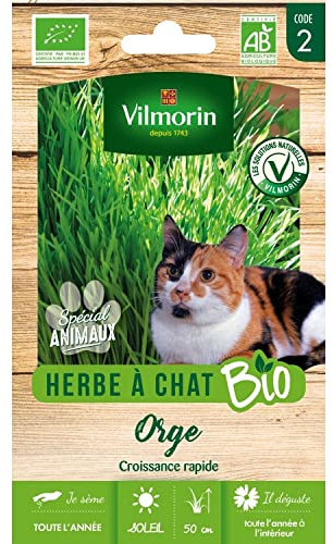 Herbe à Chat (Orge) - BIO - Grand Modèle