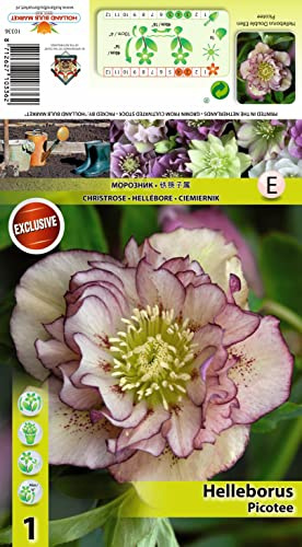 Christrosen : Christrose Schneerose Lenzrose Helleborus  Double Ellen Picottee  winterhart 1 Rhizom