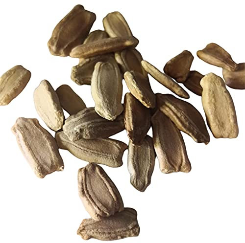 100 Stück Kürbissamen, Saatgut, Früchte Samen für Garten und Balkon,Ideale Garten Pflanzen, Balkon Pflanzen & Kübelpflanzen