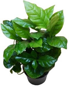 Coffea Arabica o Planta del Café Planta Natural con Riego Moderado