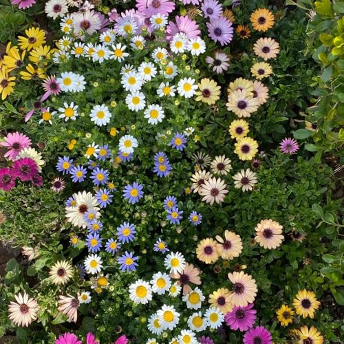 Margeritensamen, blumensamen mehrjährig winterhart Frühlingsblumen Wiesenblumen schattenpflanzen kübelpflanzen blumenwiese Zimmerpflanzen Perennis Topfpflanzen steingartenpflanzen 200pcs